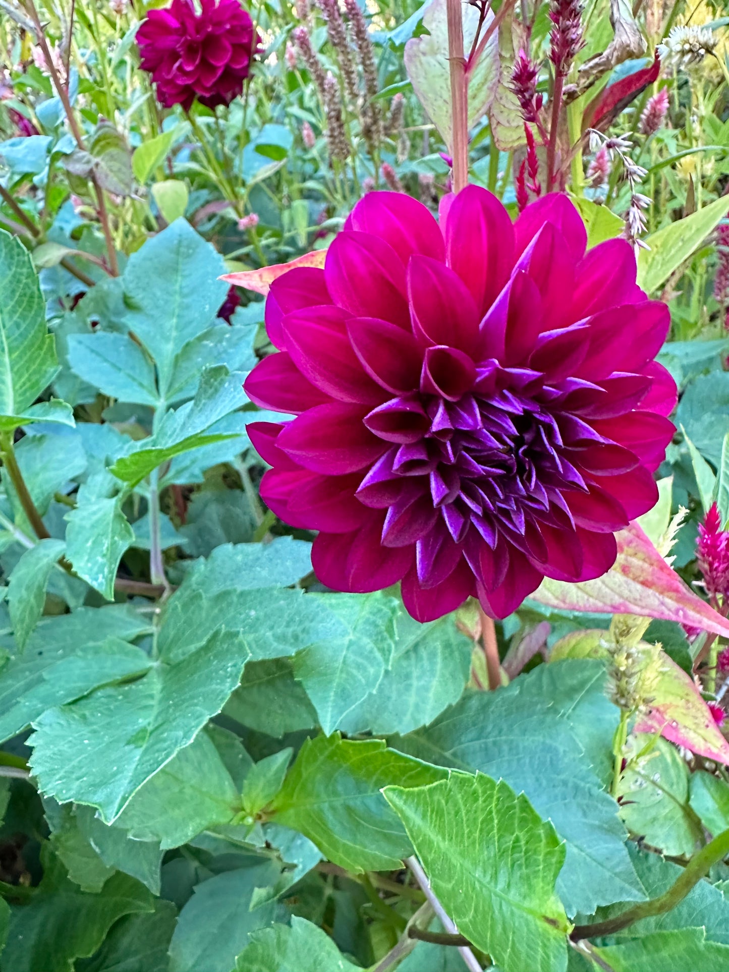 Lynn Slight Dahlia Tuber