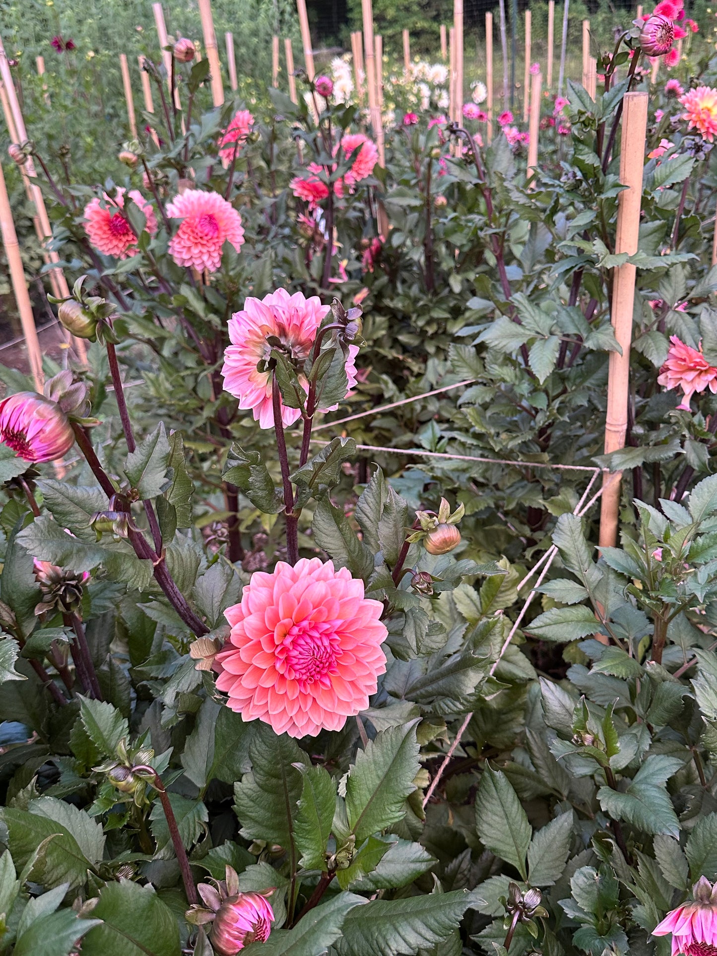 Peachy-pink dahlias with dark green leaves and dark red stems, in a garden setting