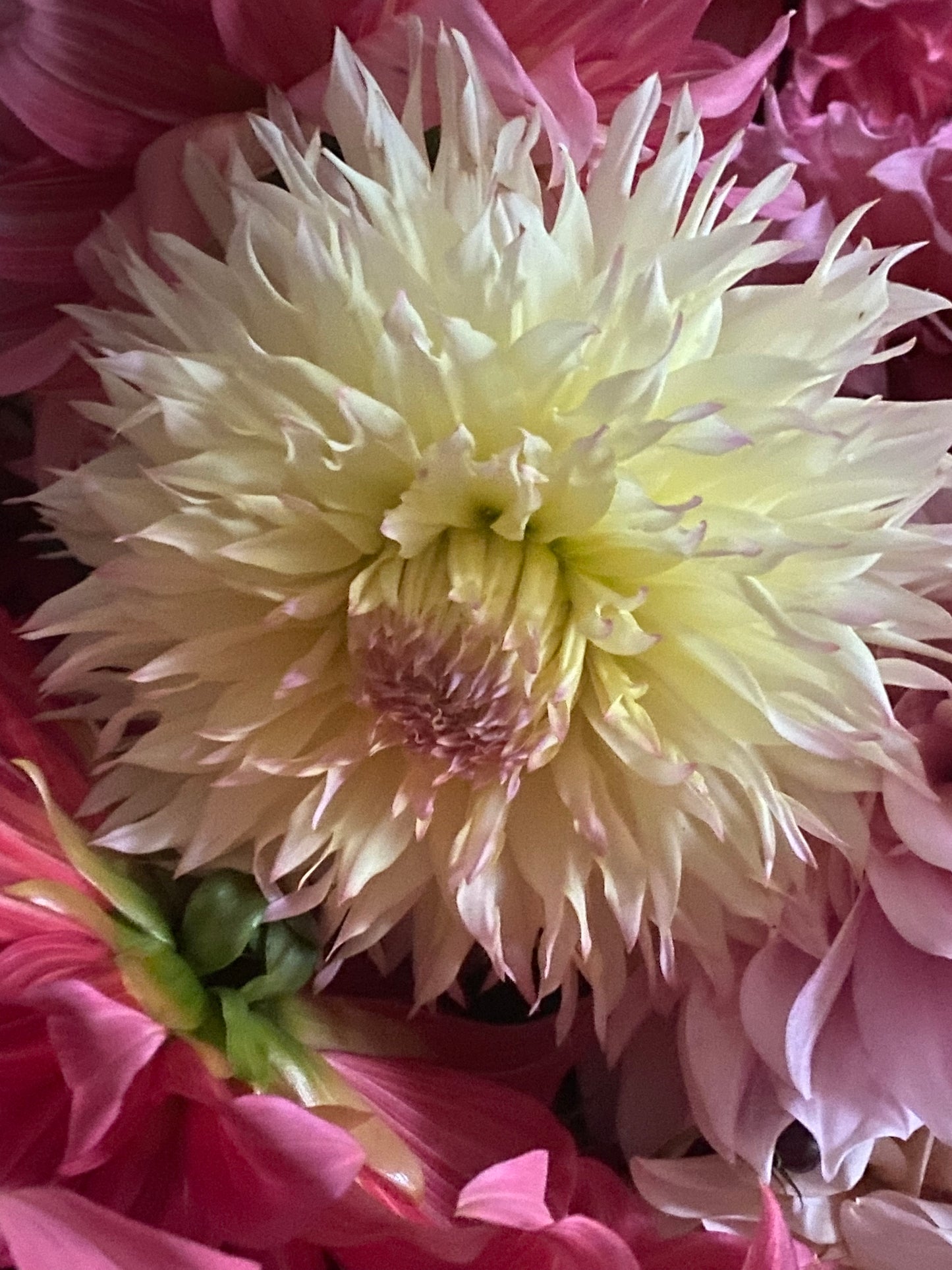 Citron du Cap Dahlia Tuber