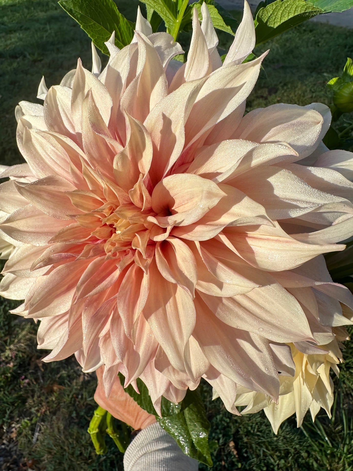Cafe au Lait Dahlia Tuber