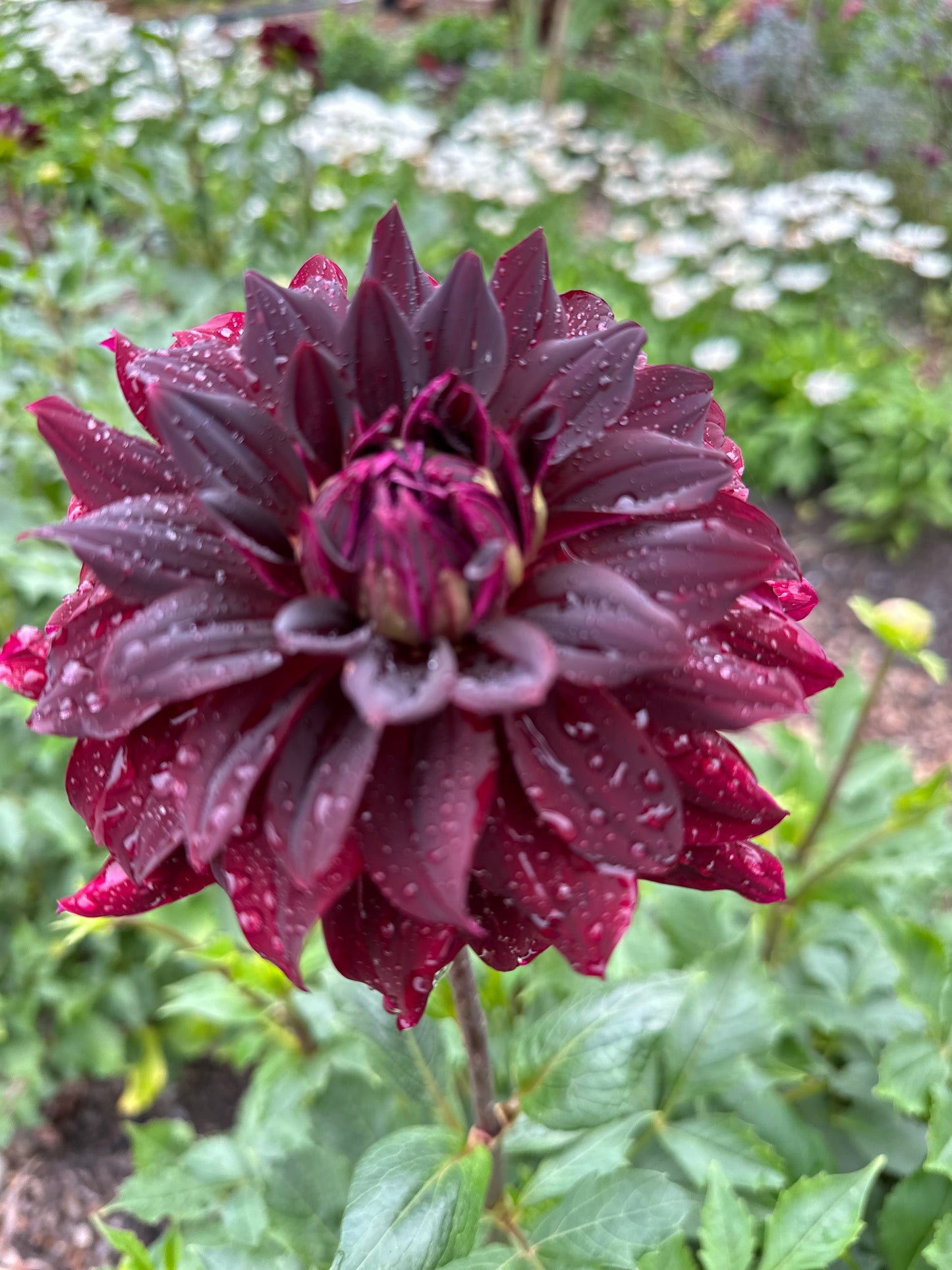 Rip City Dahlia Tuber