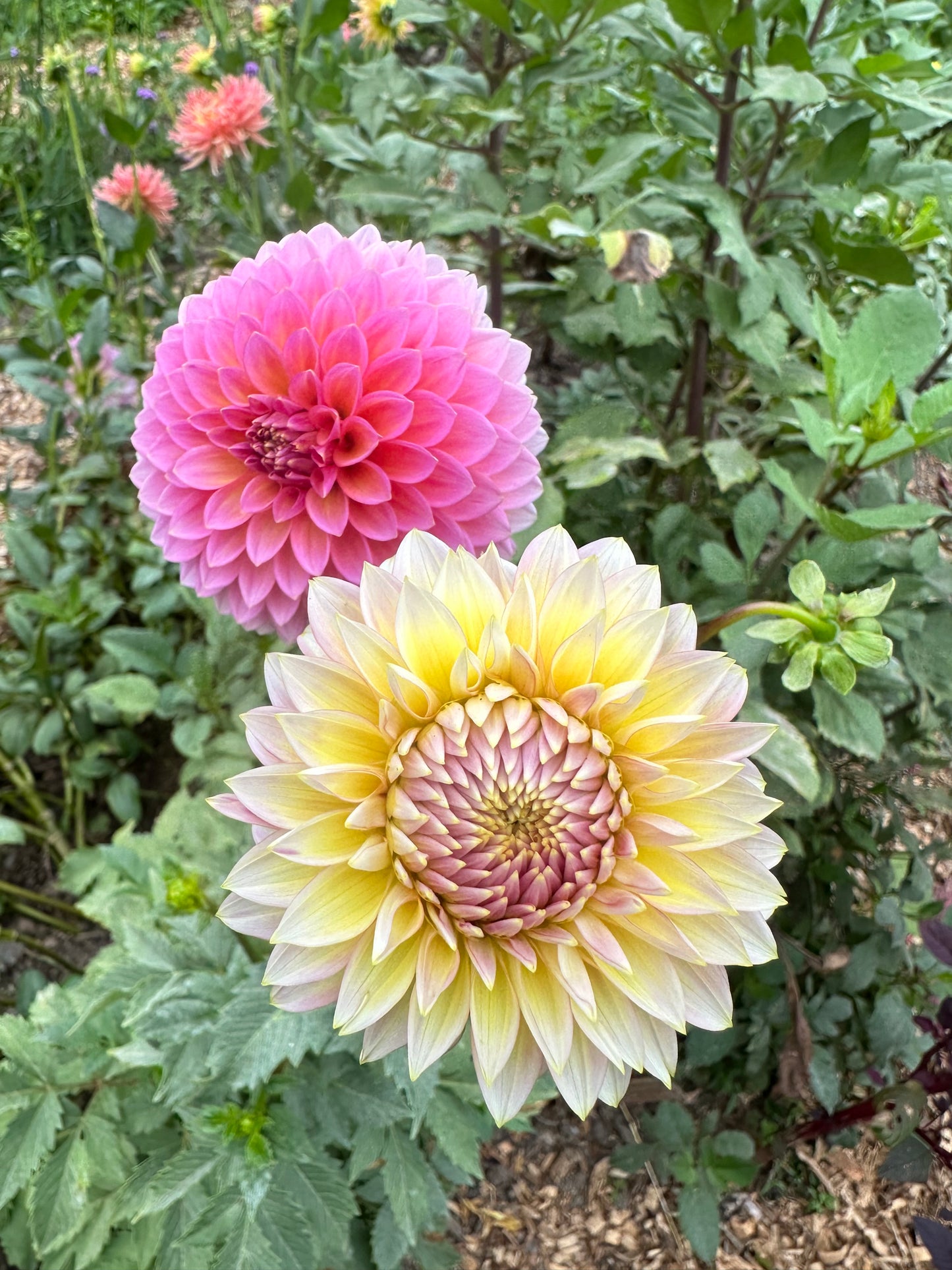Bloomquist Mojo Dahlia Tuber