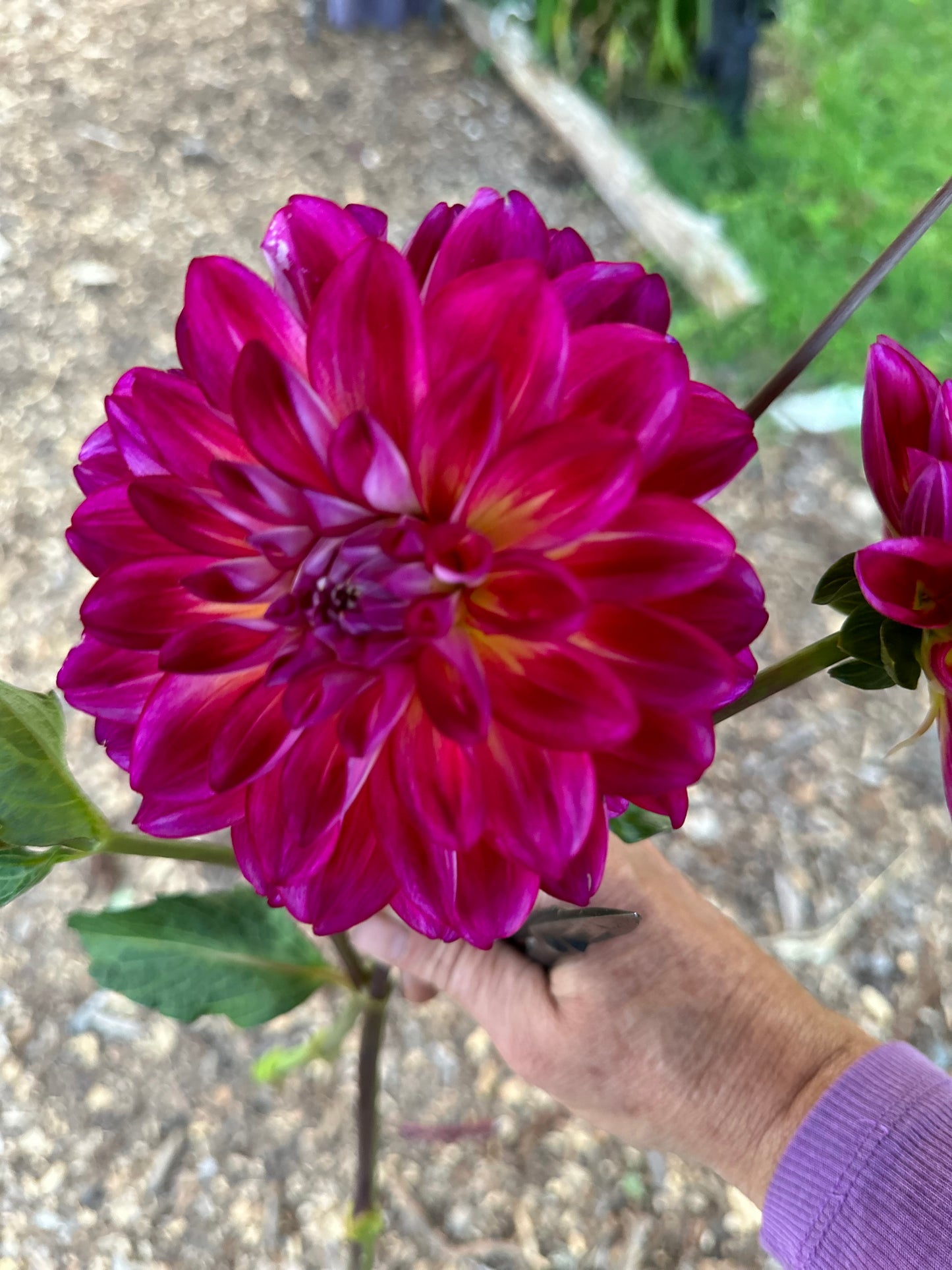 Brittany Rey Dahlia Tuber