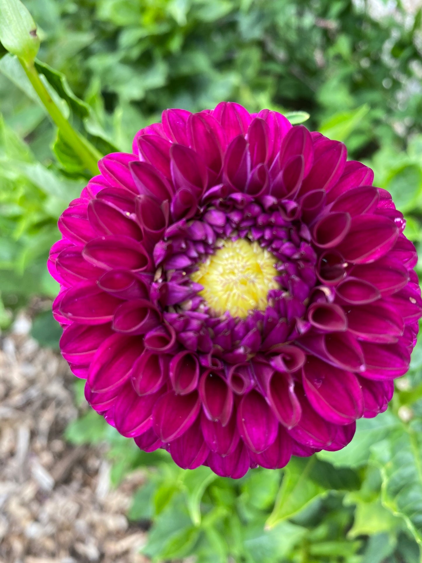 Cryfield Harmony Dahlia Tuber