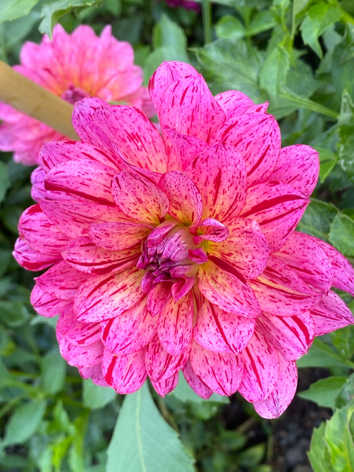 Mingus Toni Dahlia Tuber