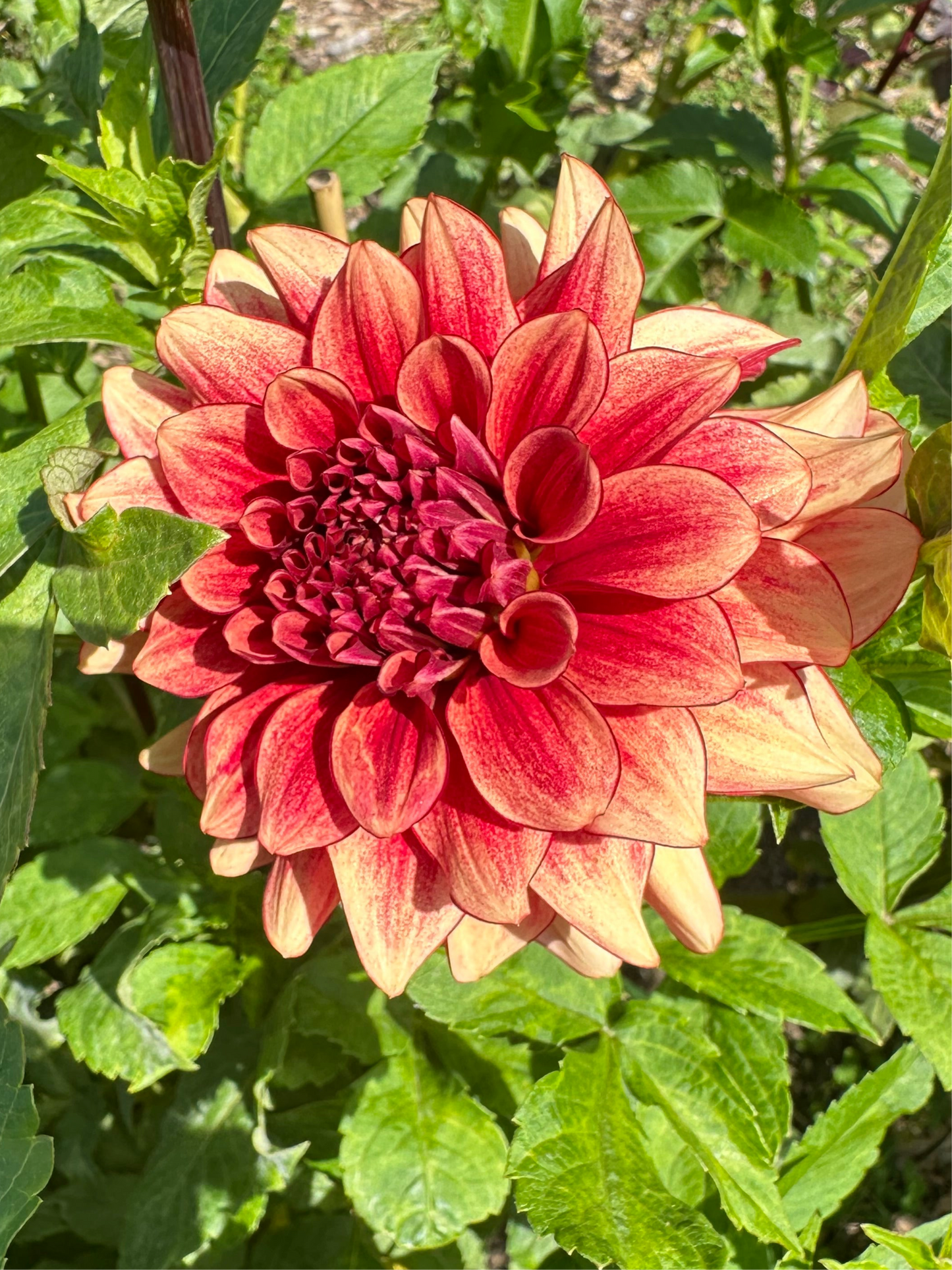 N-Force Dahlia Tuber