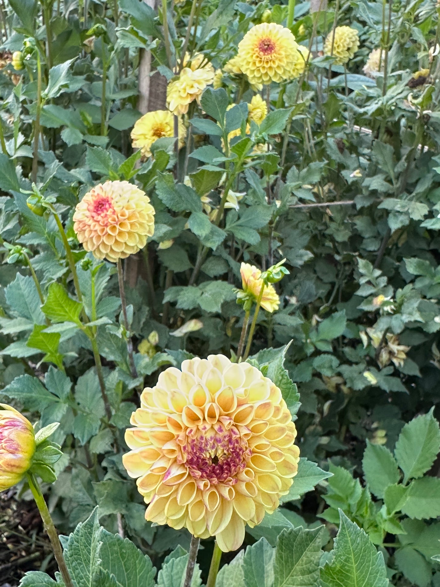 Ferncliff Spice Dahlia Tuber