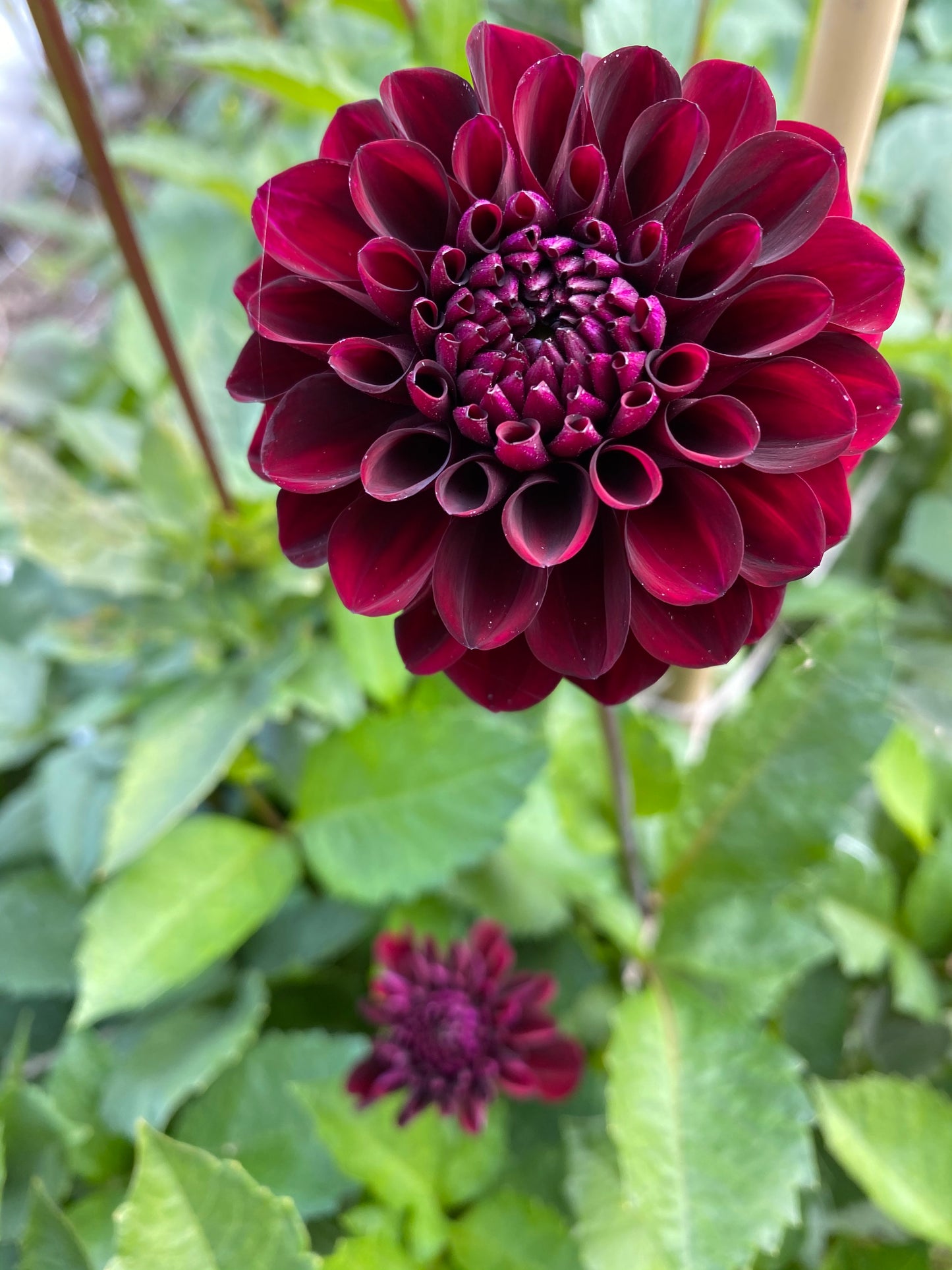 Lights Out Dahlia Tuber