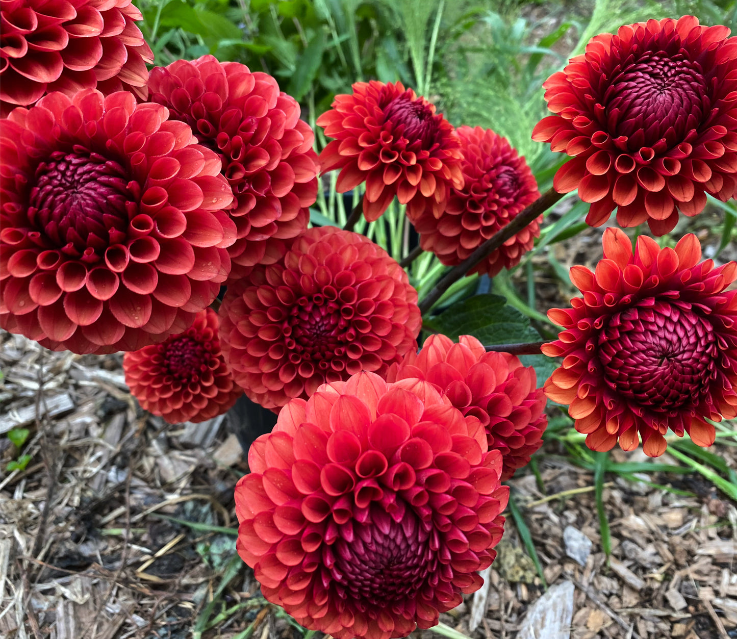 Brown Sugar Dahlia Tuber