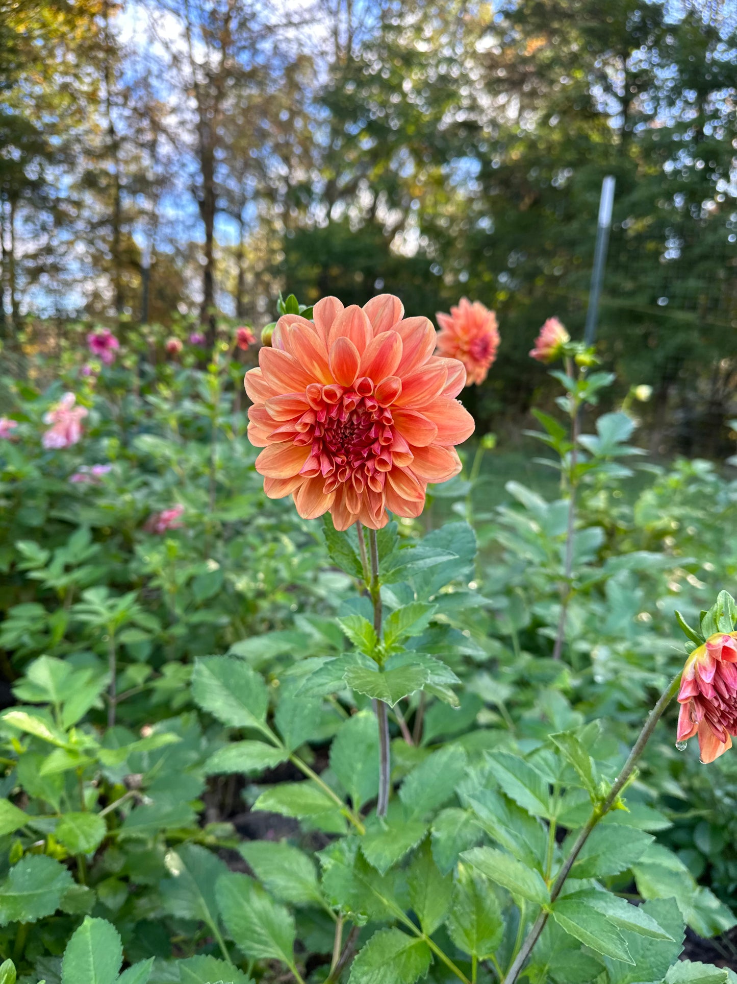 Ferncliff Copper Dahlia Tuber