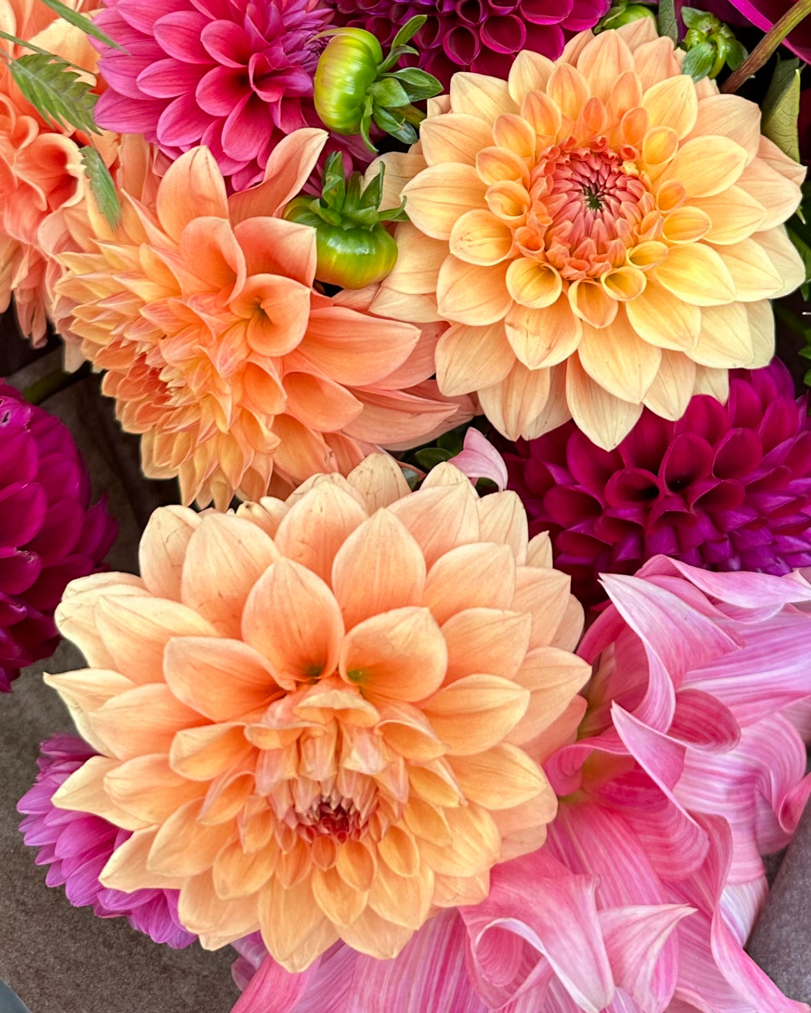 Glenerie’s Honey Pie Dahlia Tuber (rebuilding stock, hoping to be available in 2026)