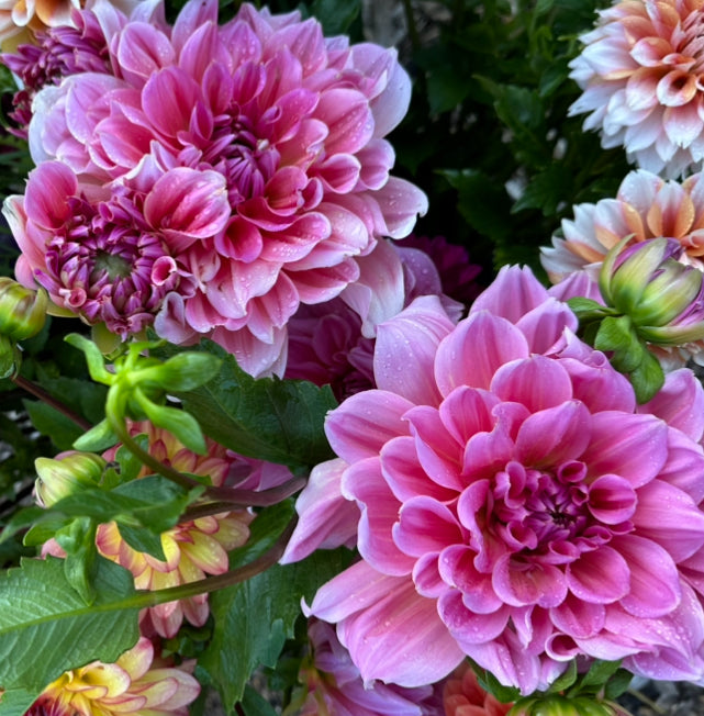 Bouquet of pink dahlias, with orange and yellow blooms in the background
