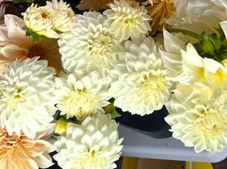 Blizzard Dahlia Tuber