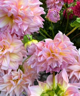 Strawberry Ice Dahlia Tuber