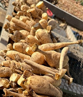 A California Phytosanitary Certificate