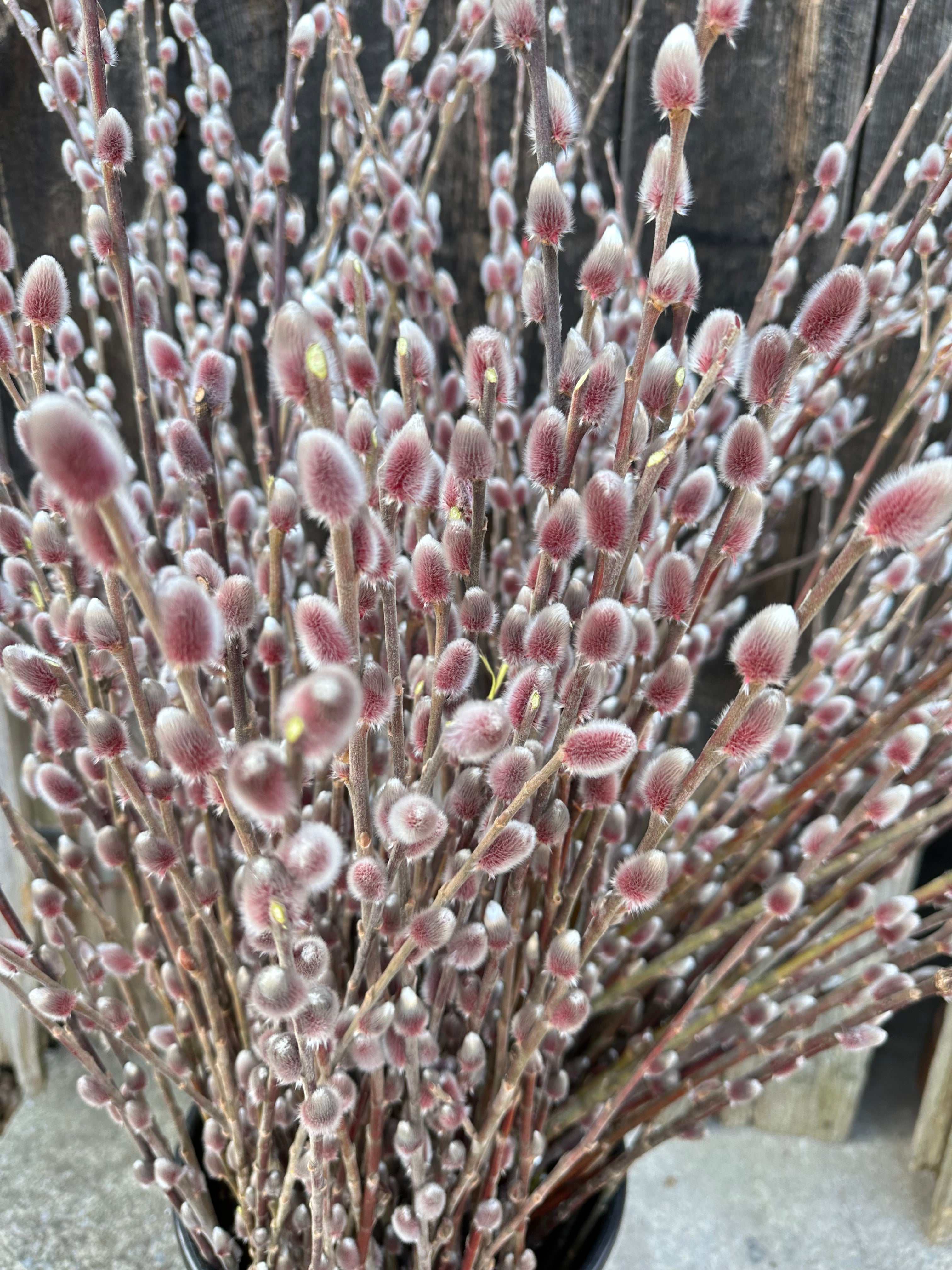 Unrooted Willow Cuttings – Glenerie Farm