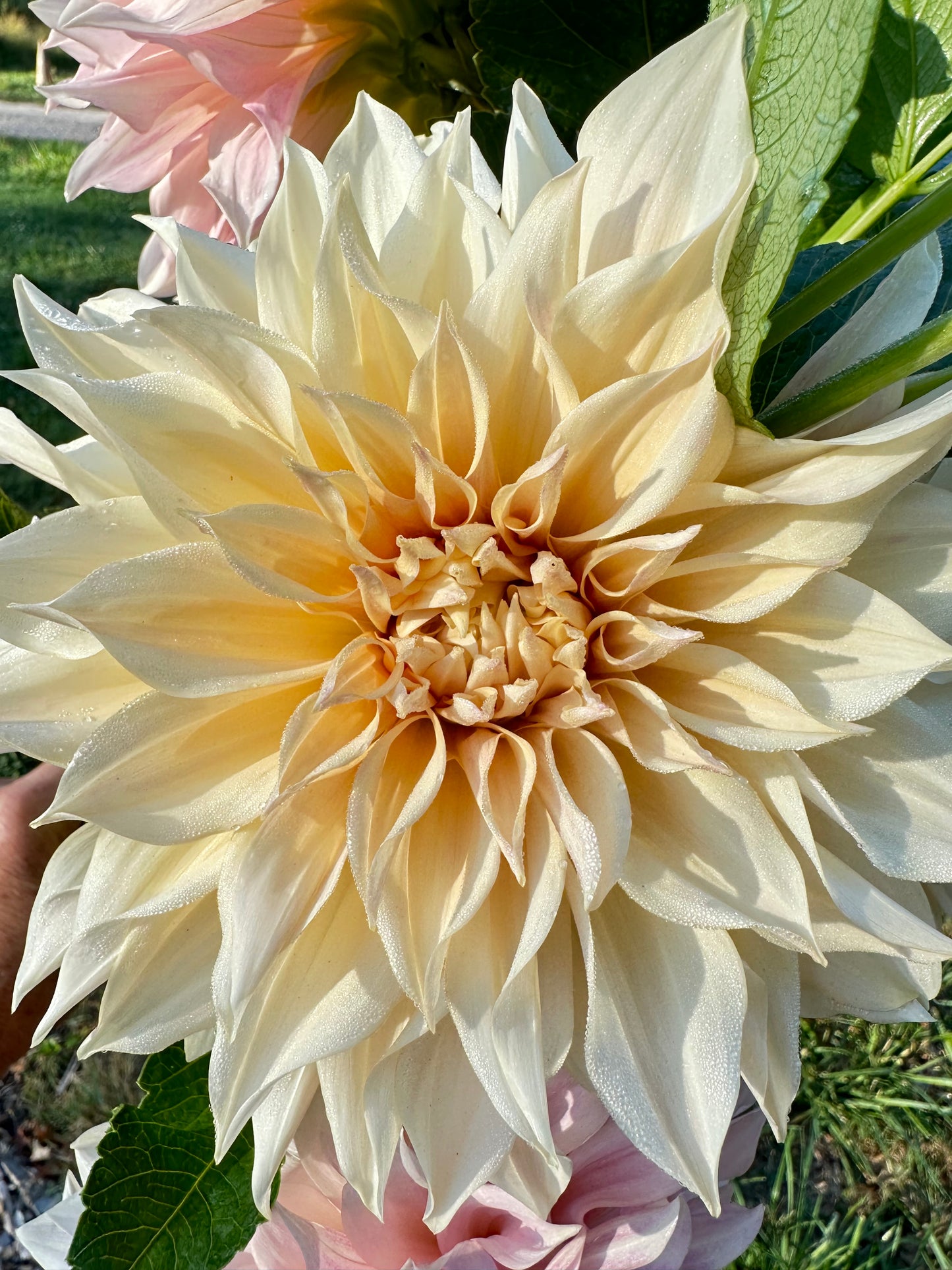 Cafe au Lait Dahlia Tuber