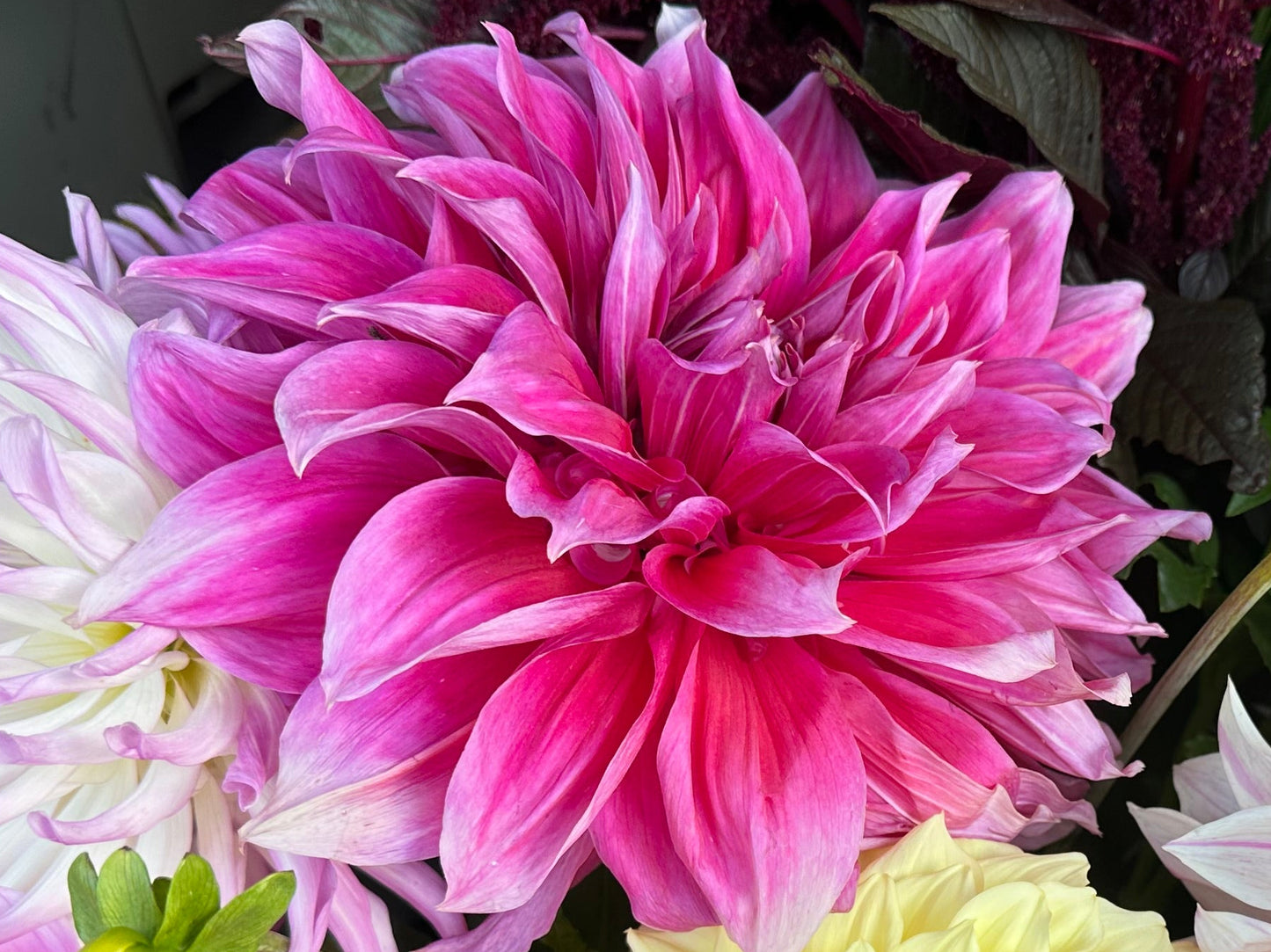 Giant cool pink dahlia surrounded by other blooms and foliage 