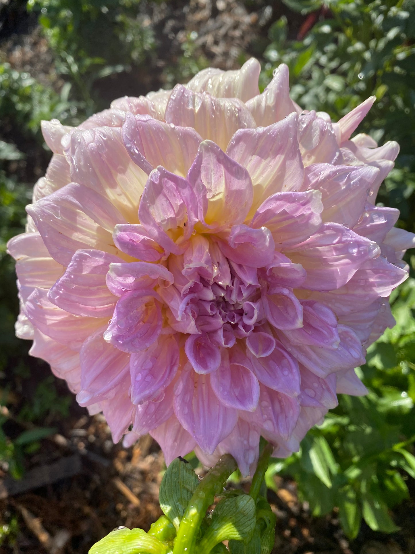 Strawberry Ice Dahlia Tuber