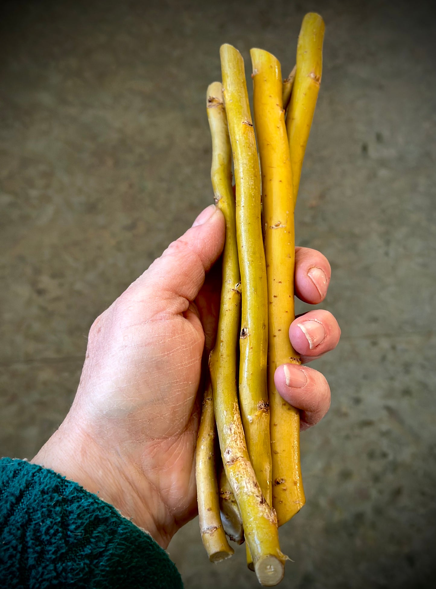 Unrooted Yellow Curly Willow Cuttings (salix matsudana) 5 Cuttings