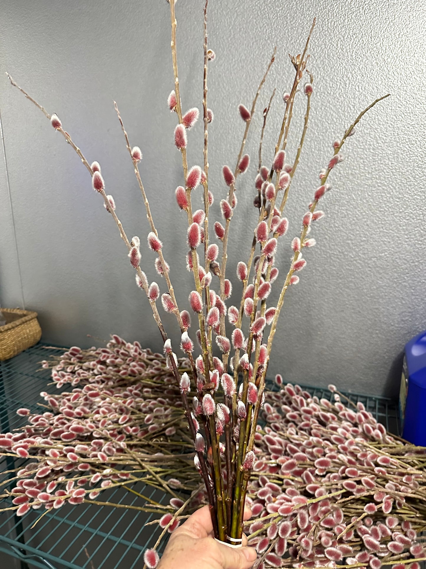 Pink Pussy Willow, unrooted cuttings (5 cuttings), Salix gracilistyla ‘Mt. Aso’