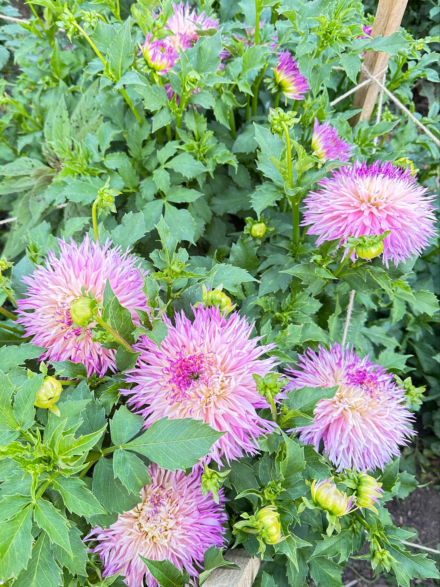 Purple and pink dahlias with green leaves in a garden setting