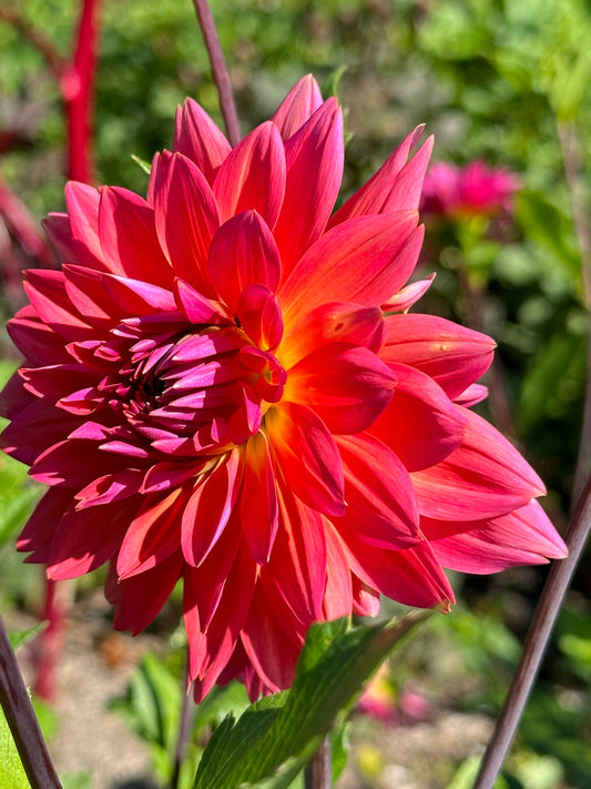 Fire Magic Dahlia Tuber