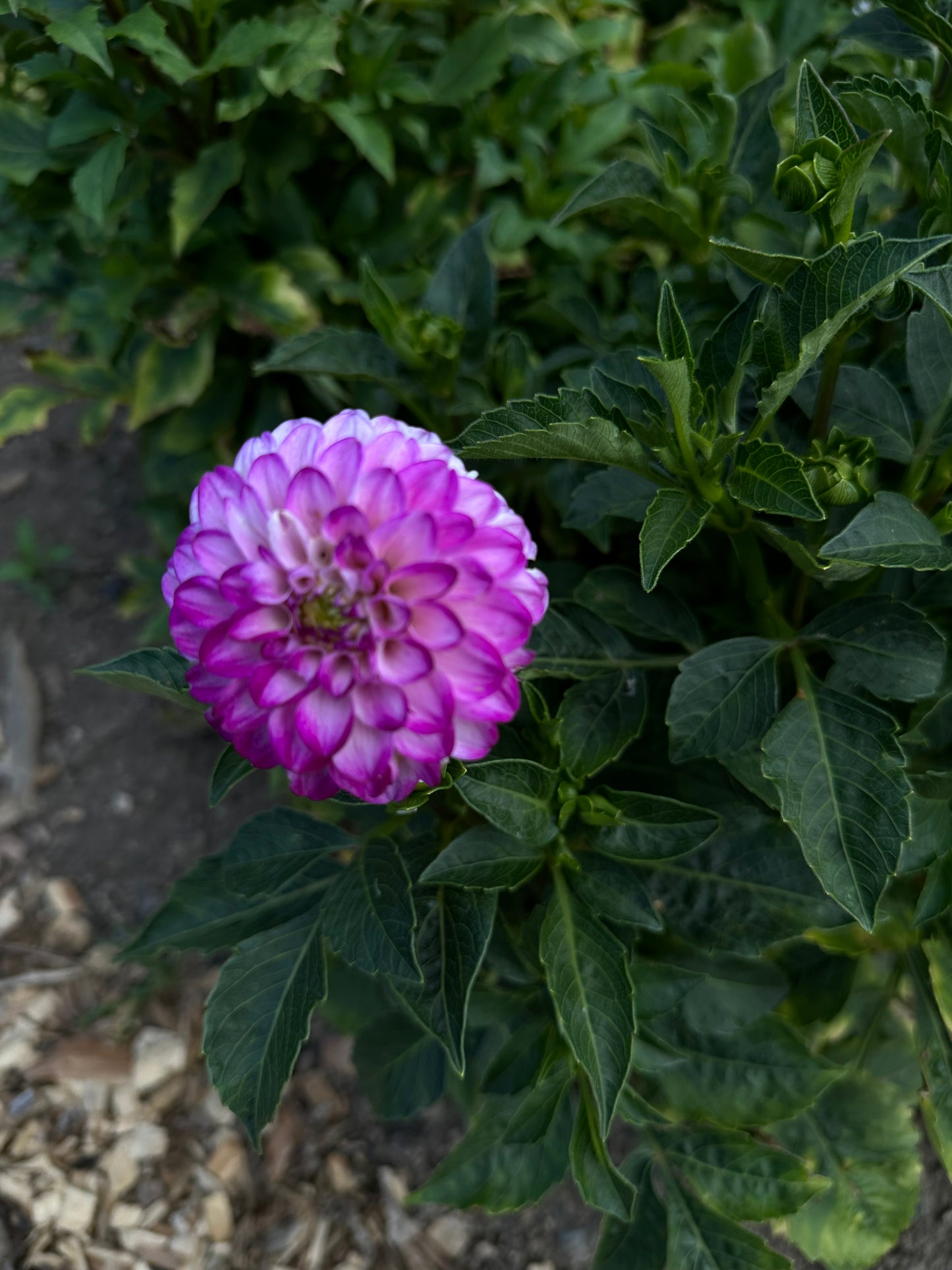 Genova Dahlia Tuber