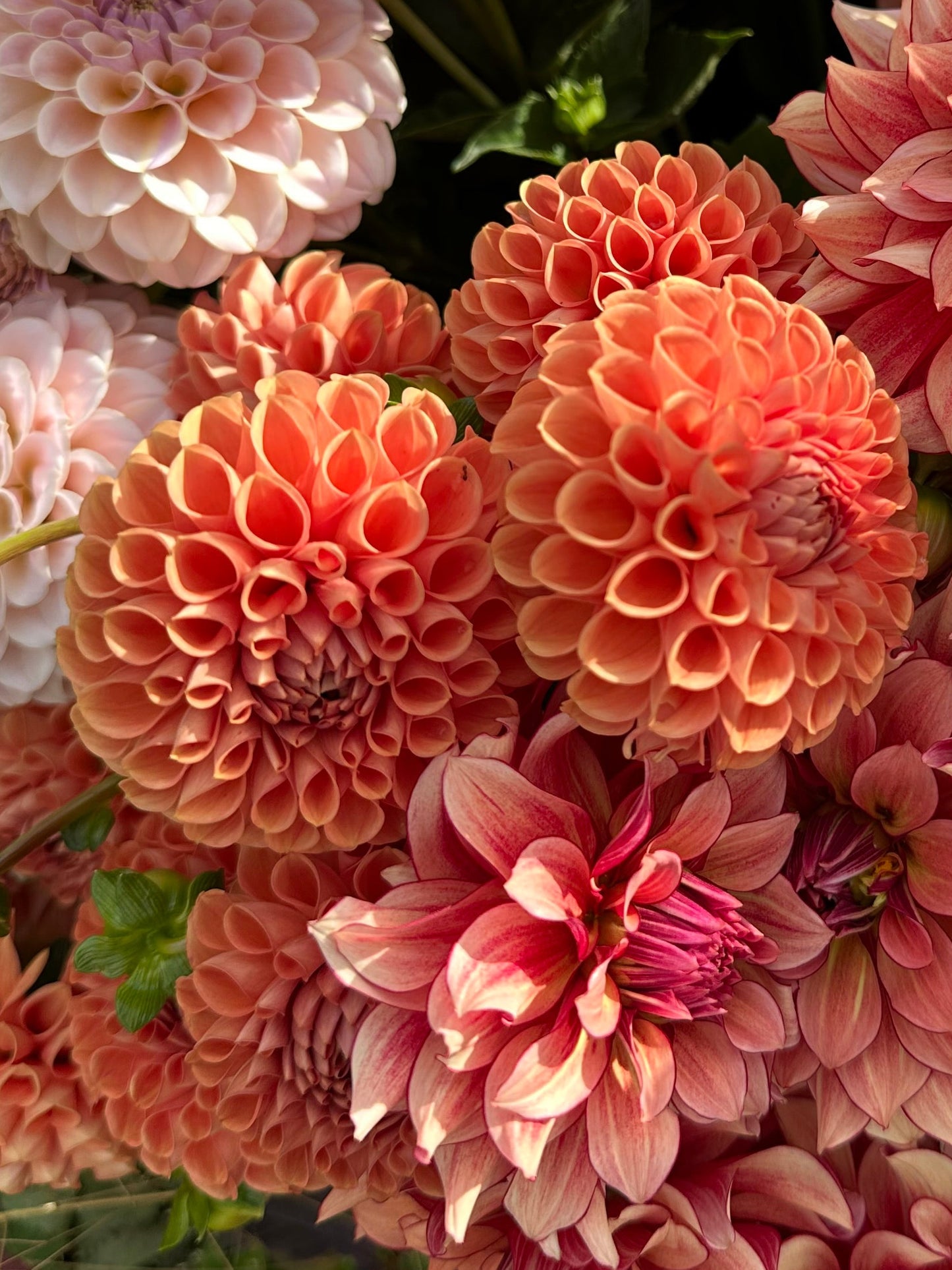 Cornel Bronze Dahlia Tuber