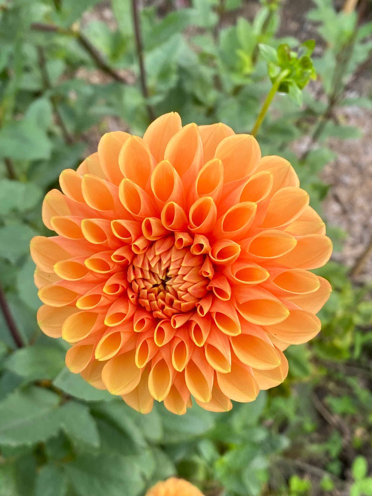 Maarn Dahlia Tuber