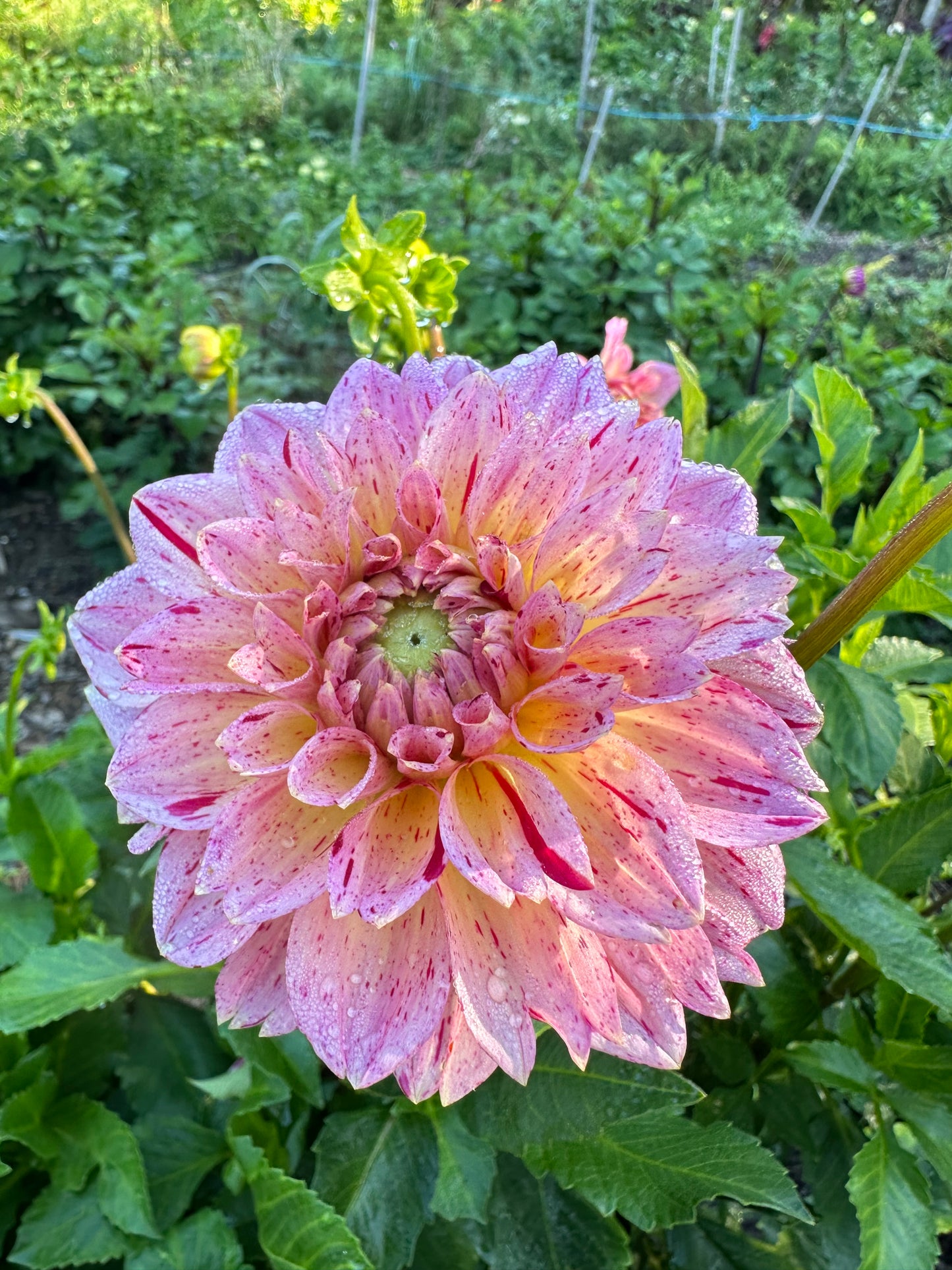 Carmen Fiesta Dahlia Tuber