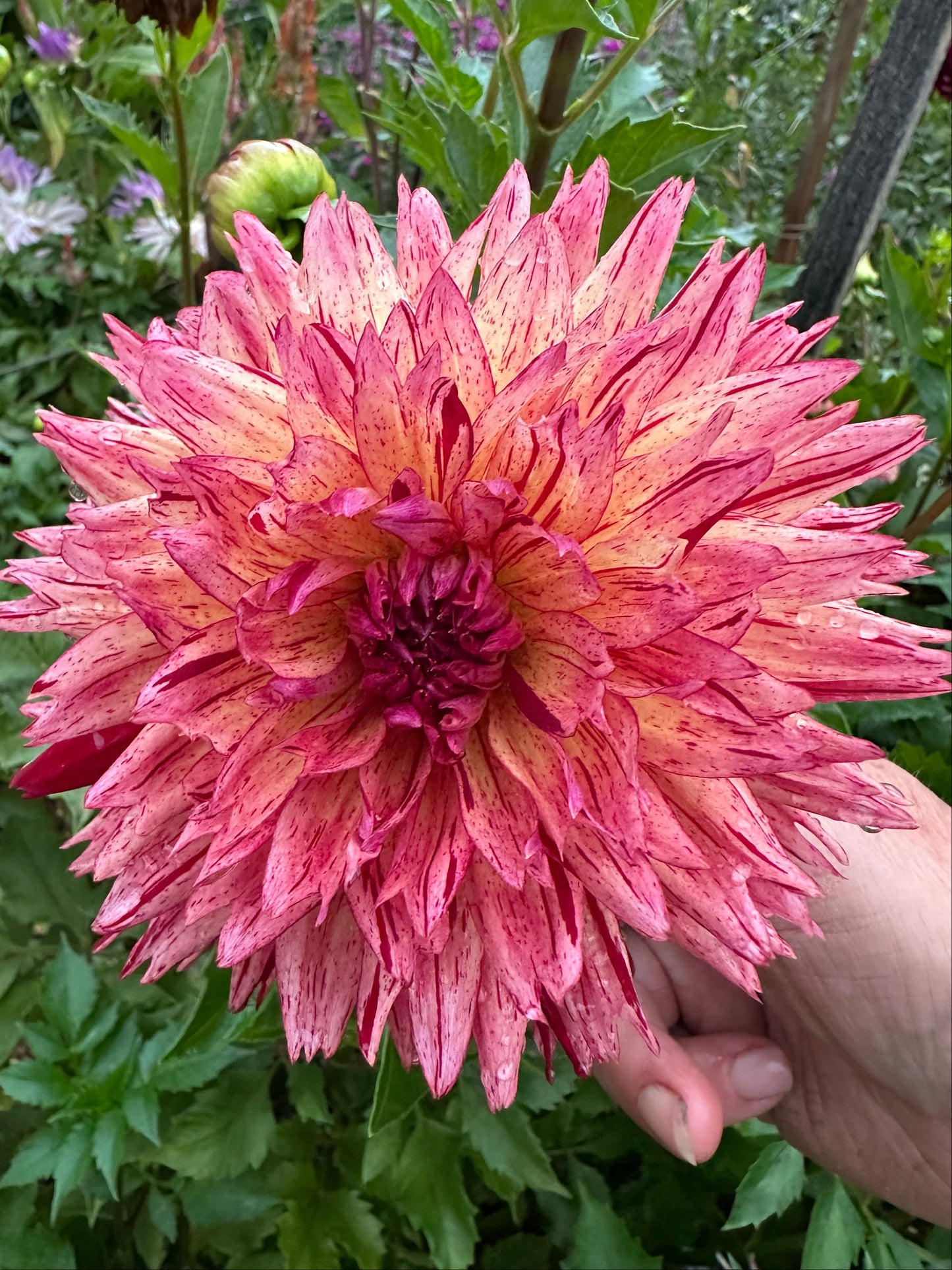 Close-up of a hand holding a large peachy-pink flower with red variegation and green leaves in the background