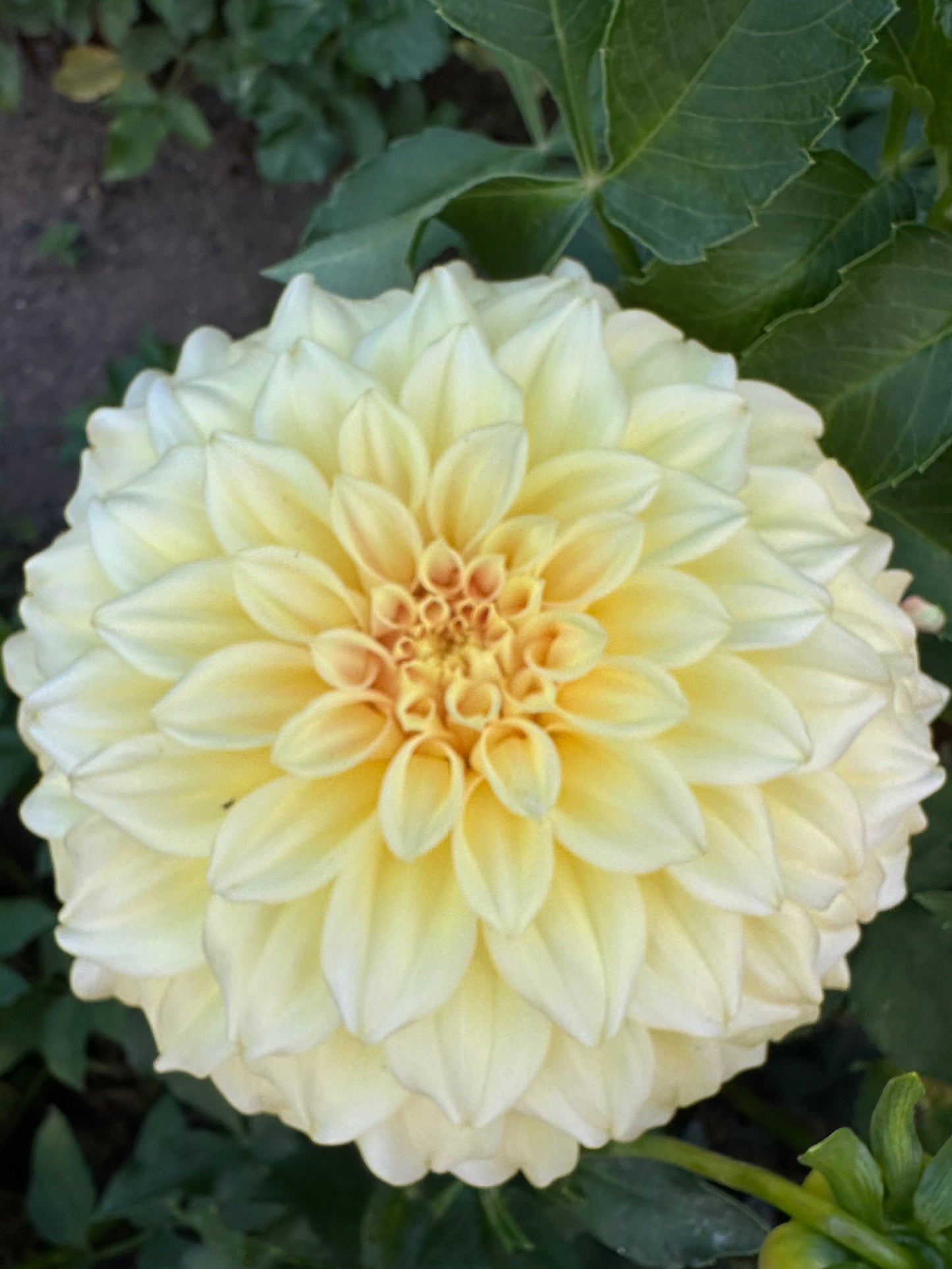 Large yellow dahlia flower with green leaves in the background