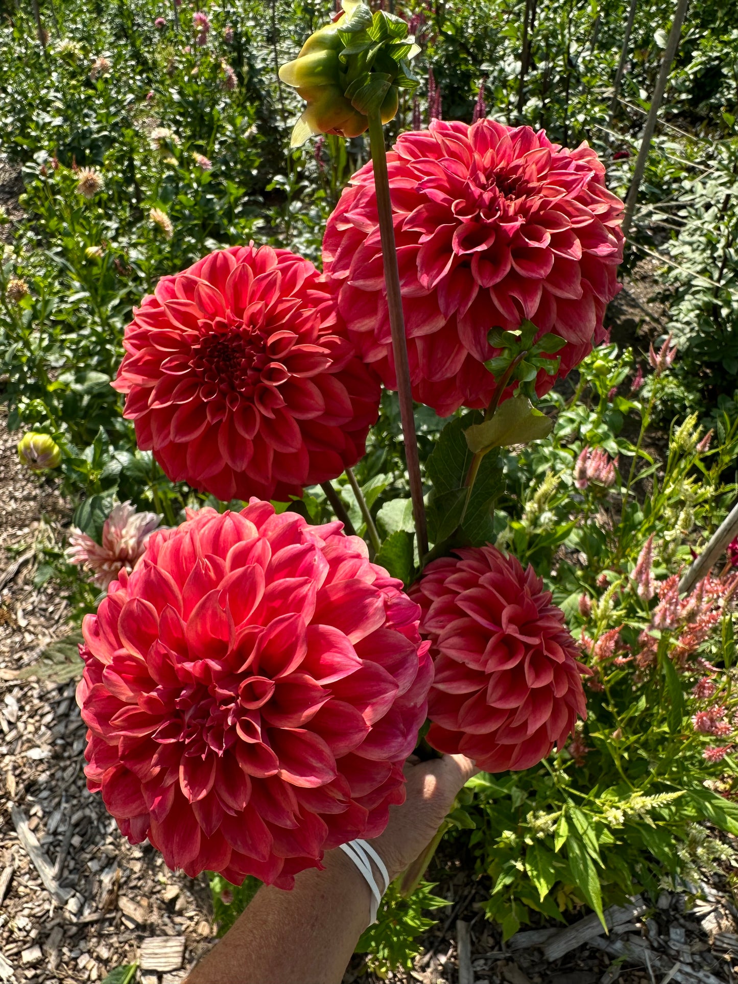 Sylvia Craig Hunter Dahlia Tuber