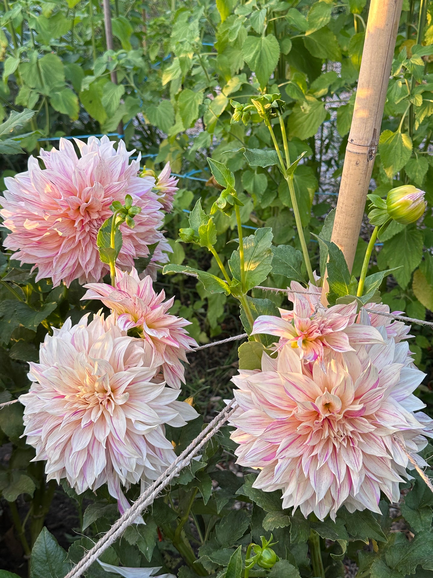 Creamy dahlias with pink variegation and green leaves in a garden setting with stakes and twine for support.