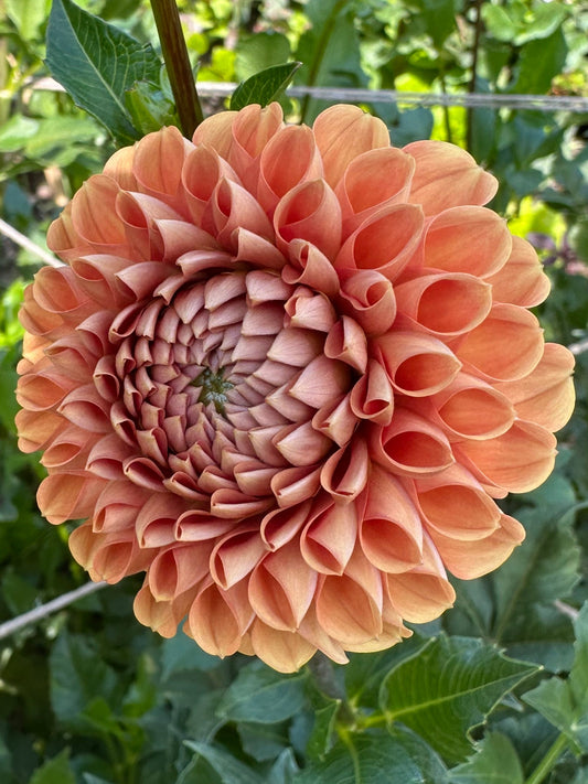 Cornel Bronze Dahlia Tuber