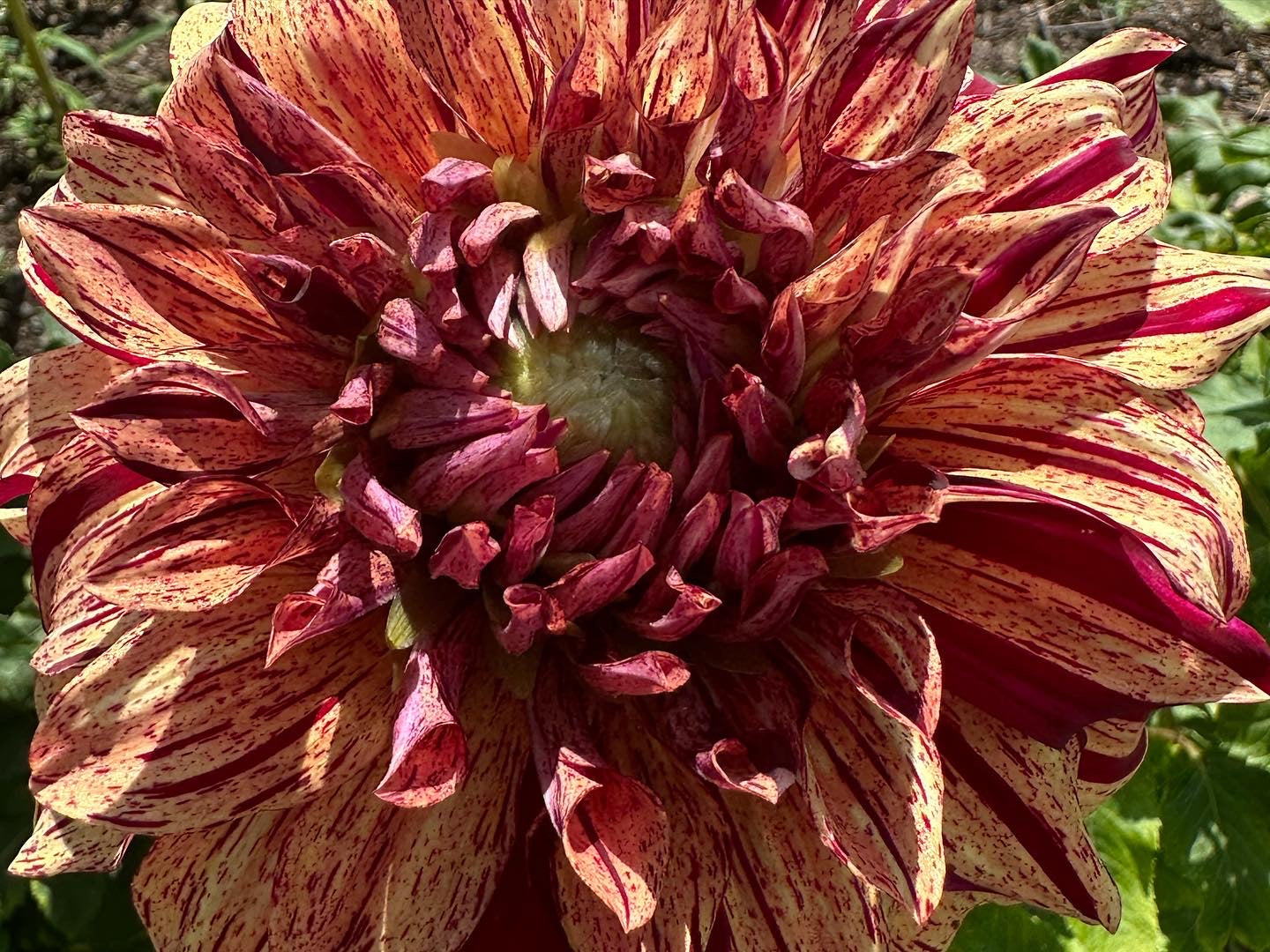 Close-up of a red and orange flower with a green center.