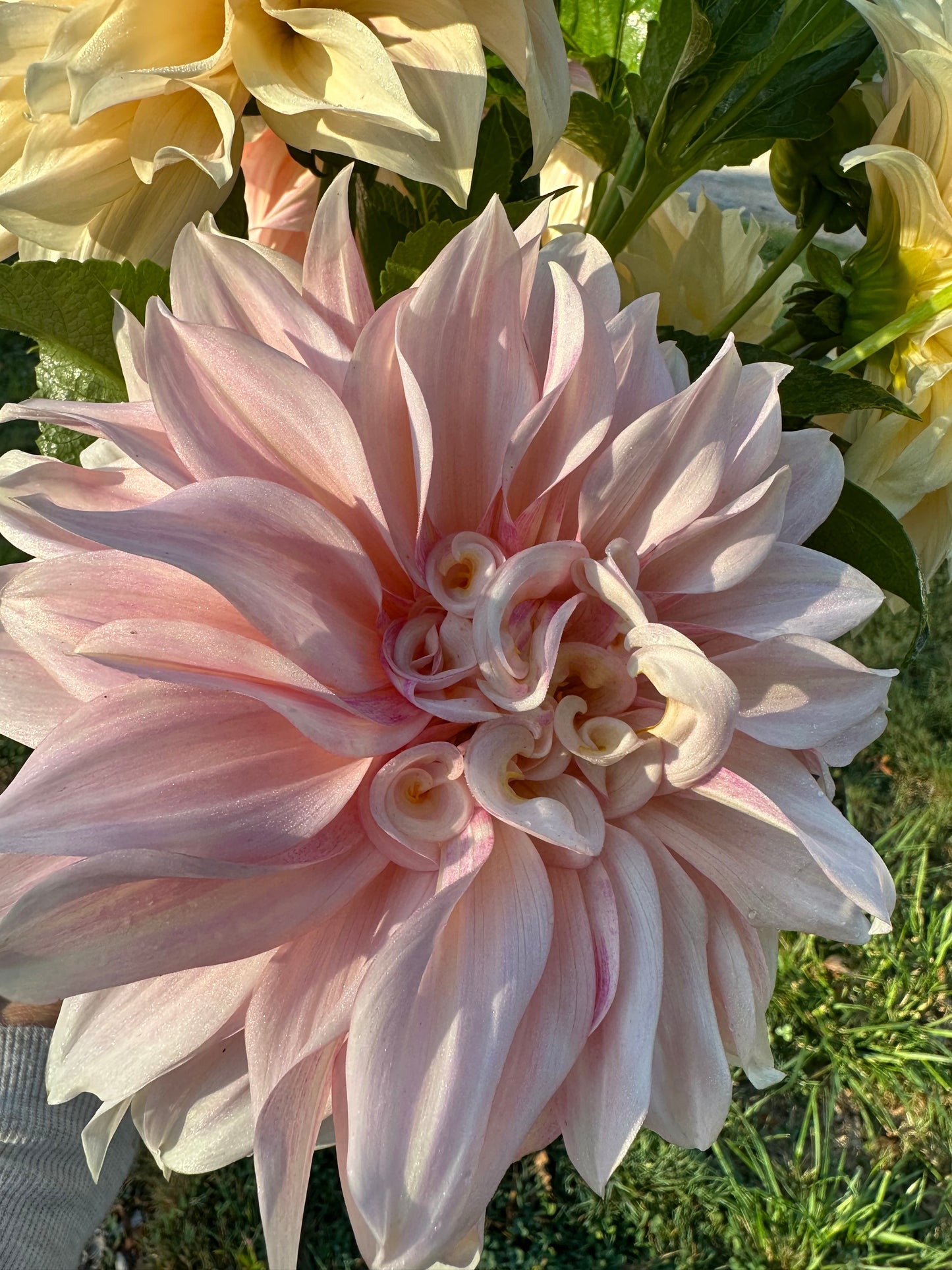 Cafe au Lait Dahlia Tuber