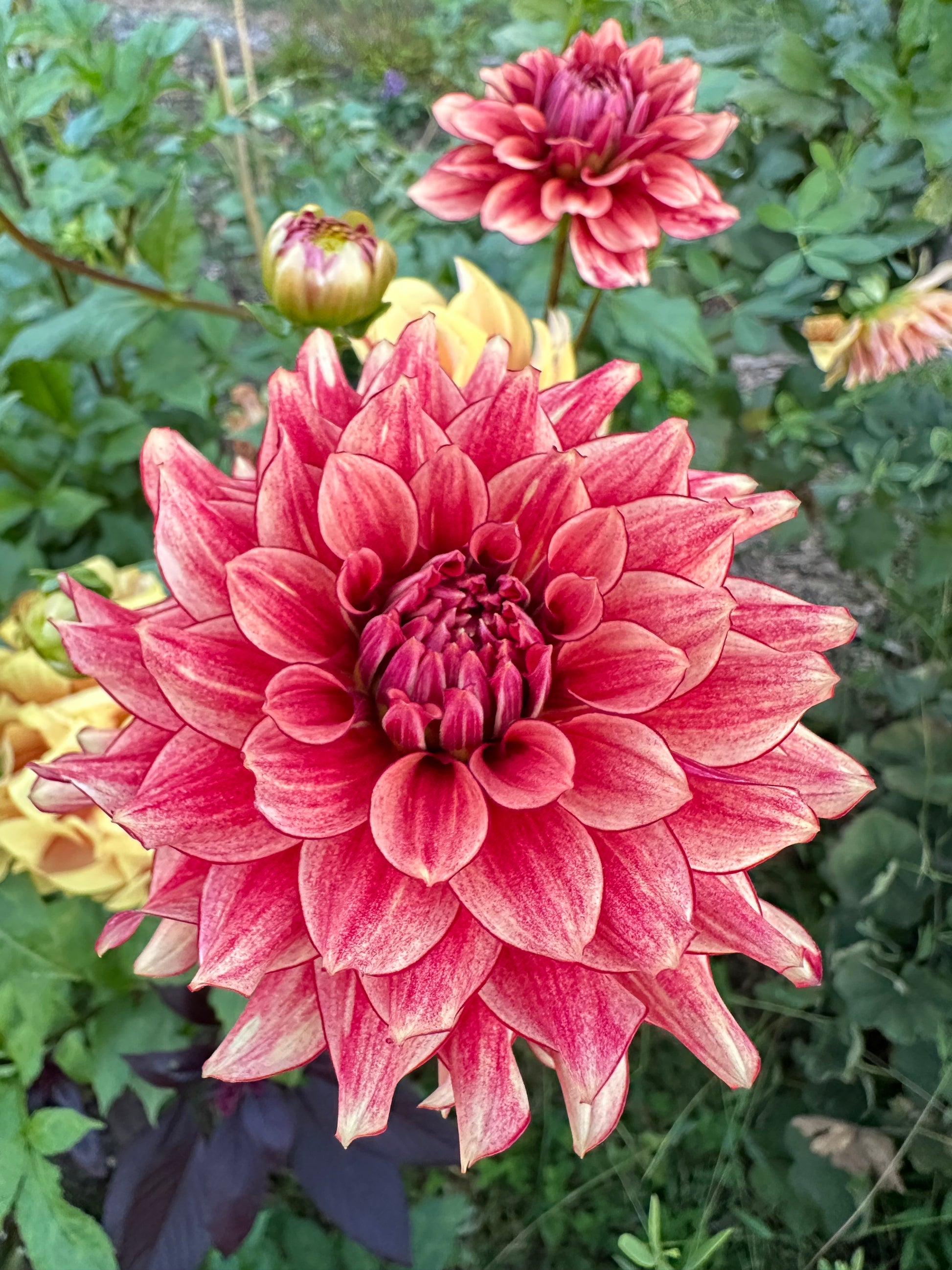 Close-up of a large muted red flower with red picotee and green foliage in the background