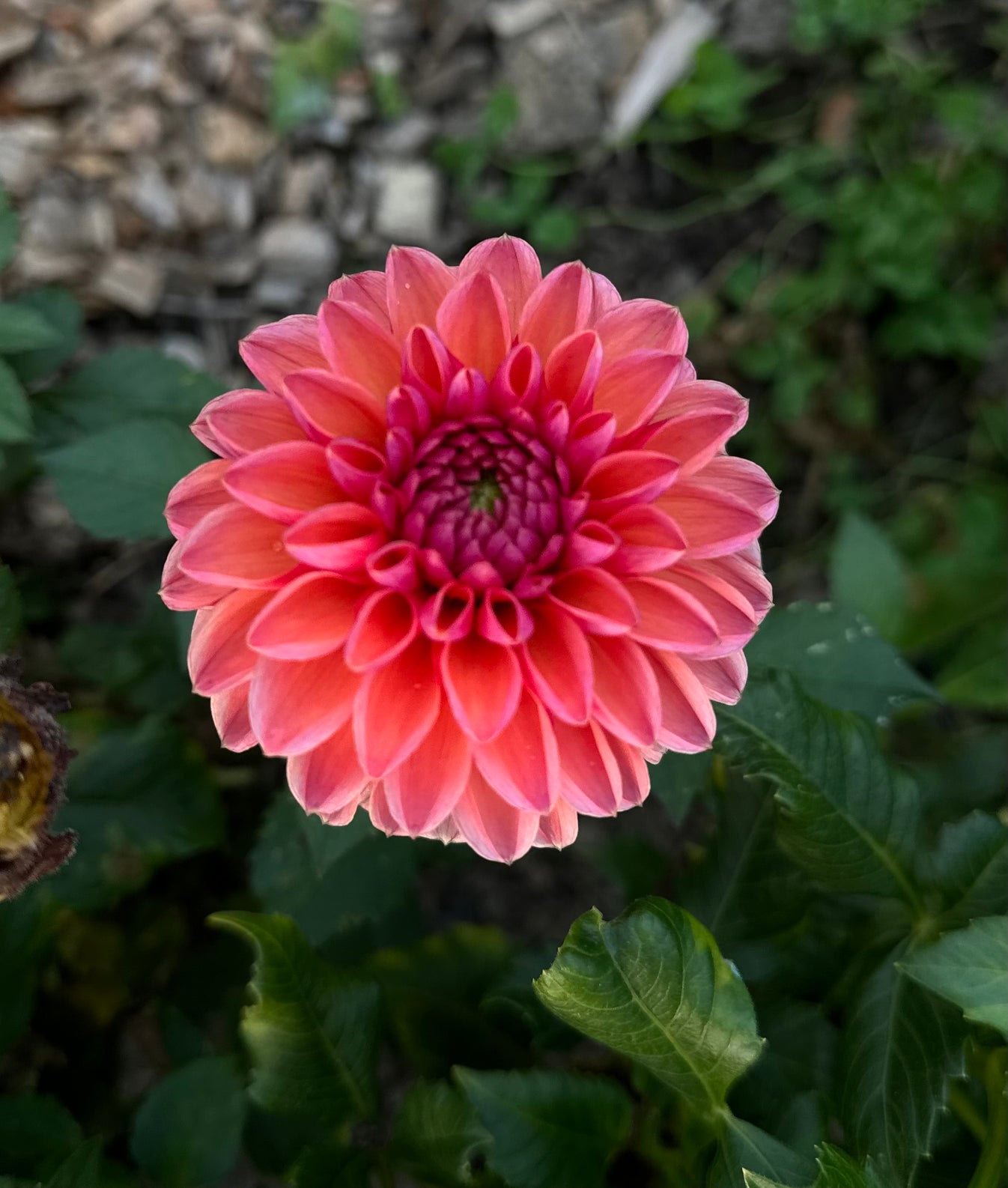 Daisy Duke Dahlia Tuber – Glenerie Farm