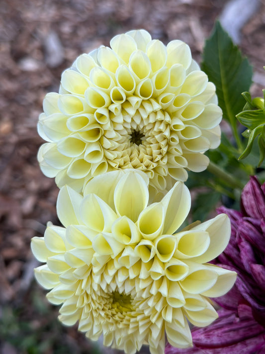 Two light yellow flowers with a blurred natural background