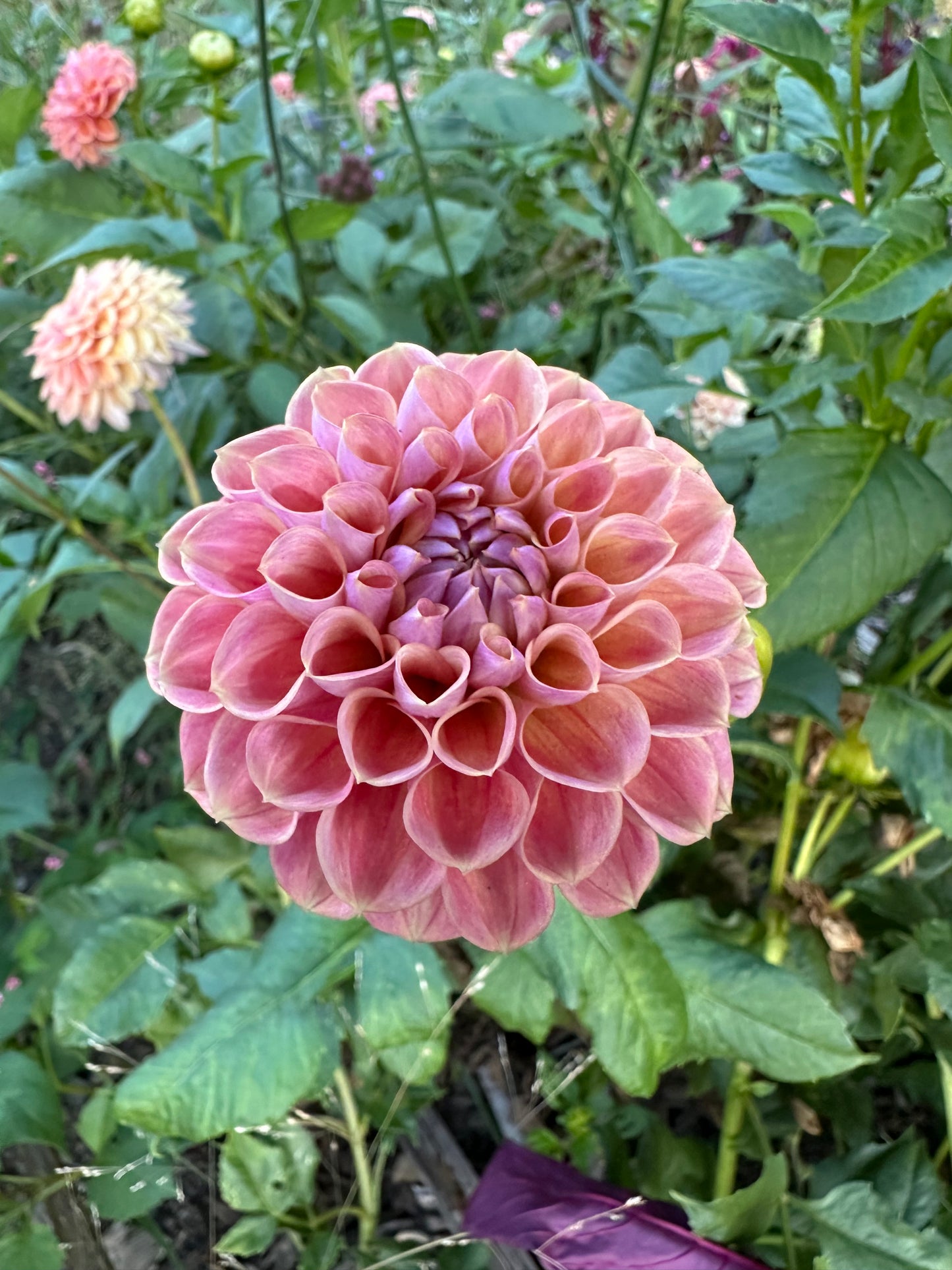 CT Babycakes Dahlia Tuber