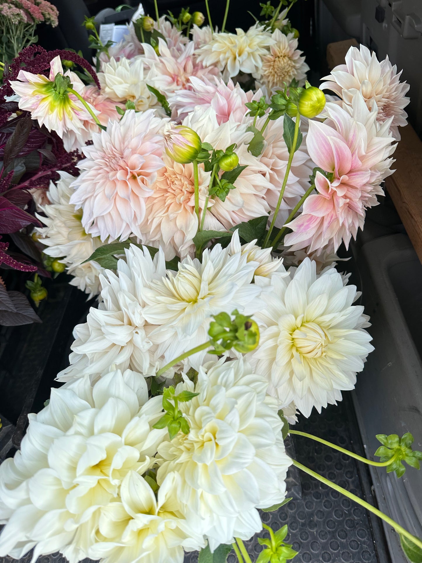 Cafe au Lait Dahlia Tuber