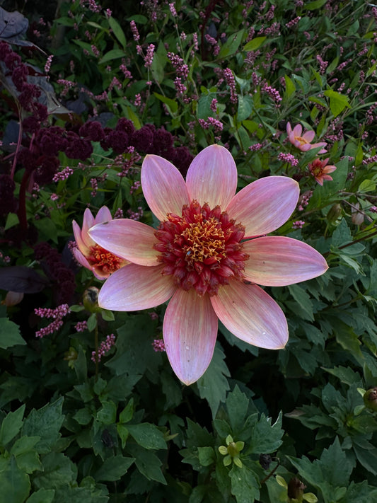 Totally Tangerine Dahlia Tuber