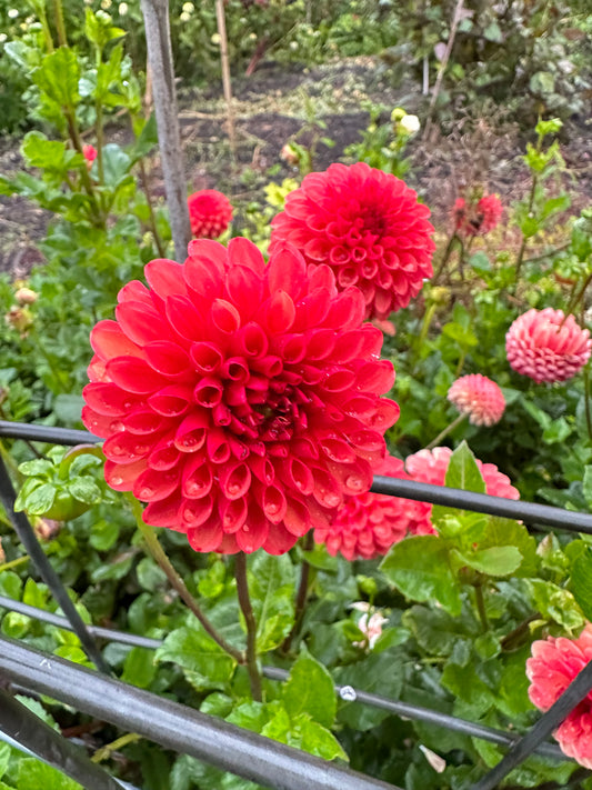 Valley Rust Bucket Dahlia Tuber