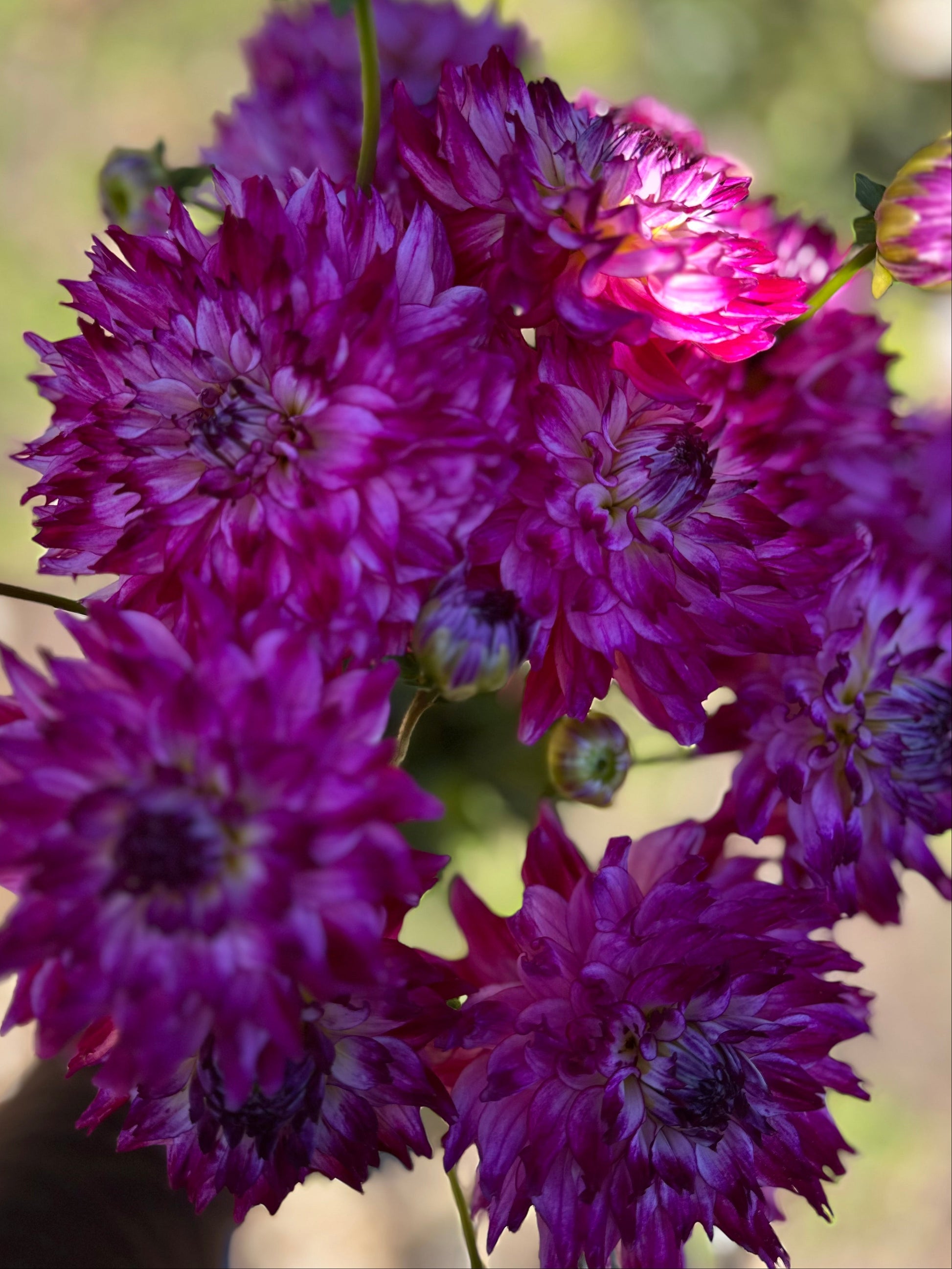 Close-up of fuchsia and white flowers with a blurred green background
