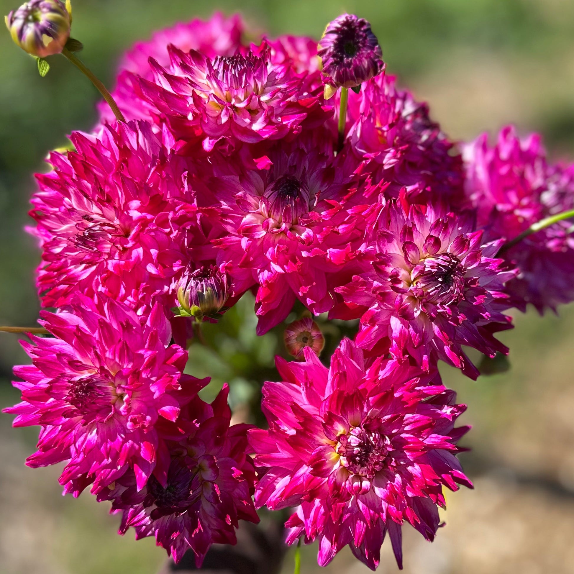 Bouquet of fuchsia flowers held by a person against a blurred natural background