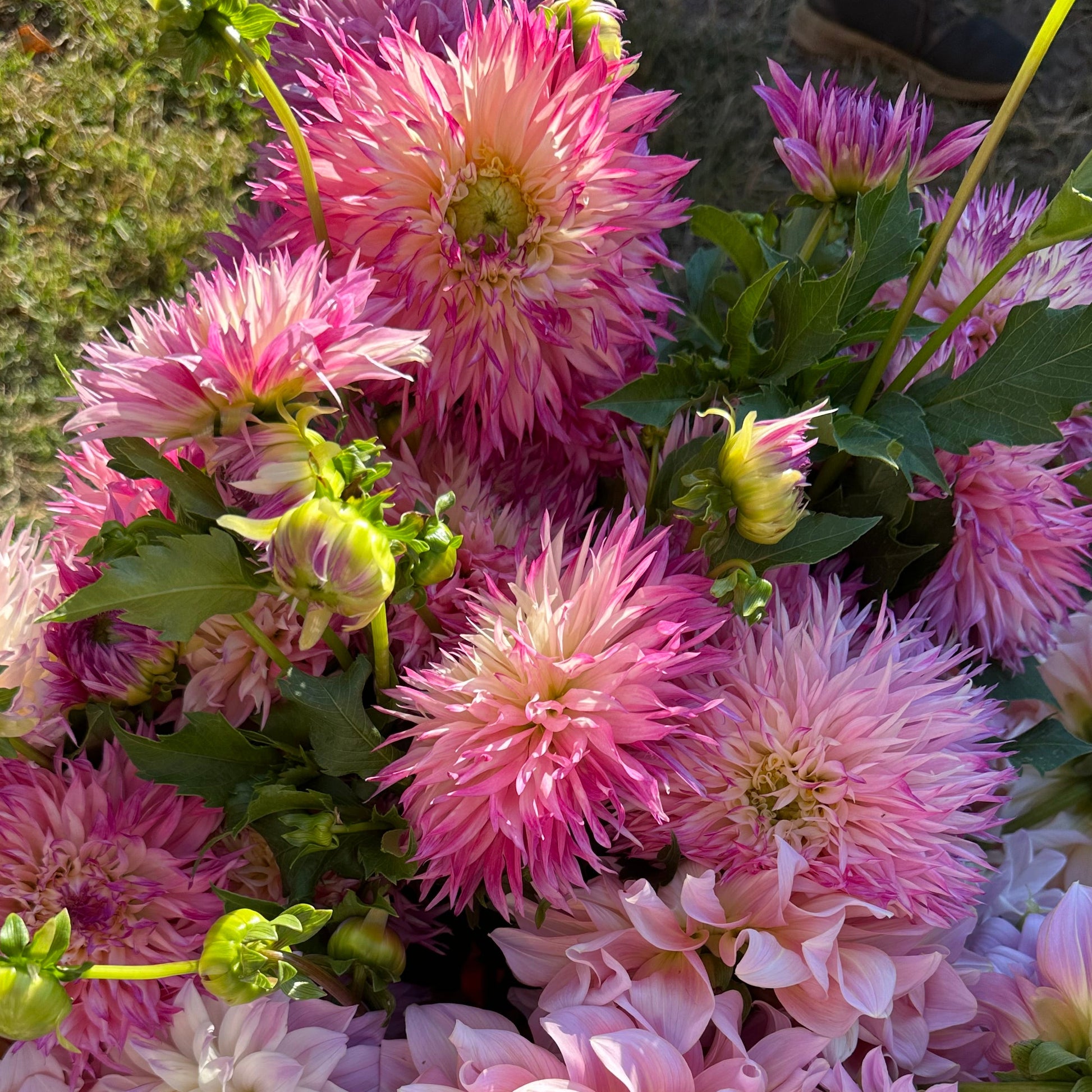 Bouquet of pink and white dahlias with green leaves.