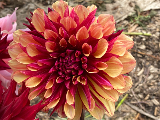 Gitts Crazy Dahlia Tuber