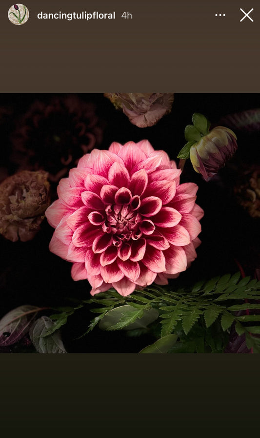 Bloomquist York Dahlia Tuber